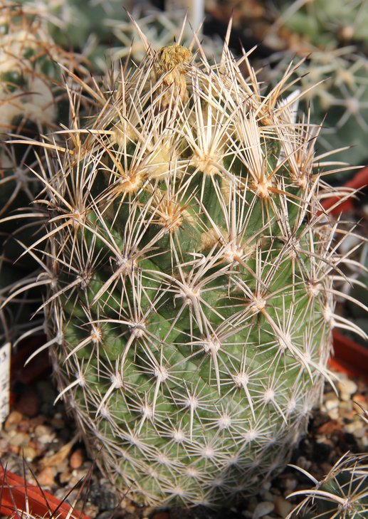 Coryphantha obscura SB714