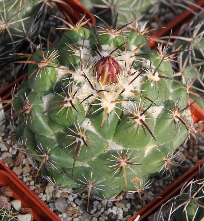 Coryphantha pallida