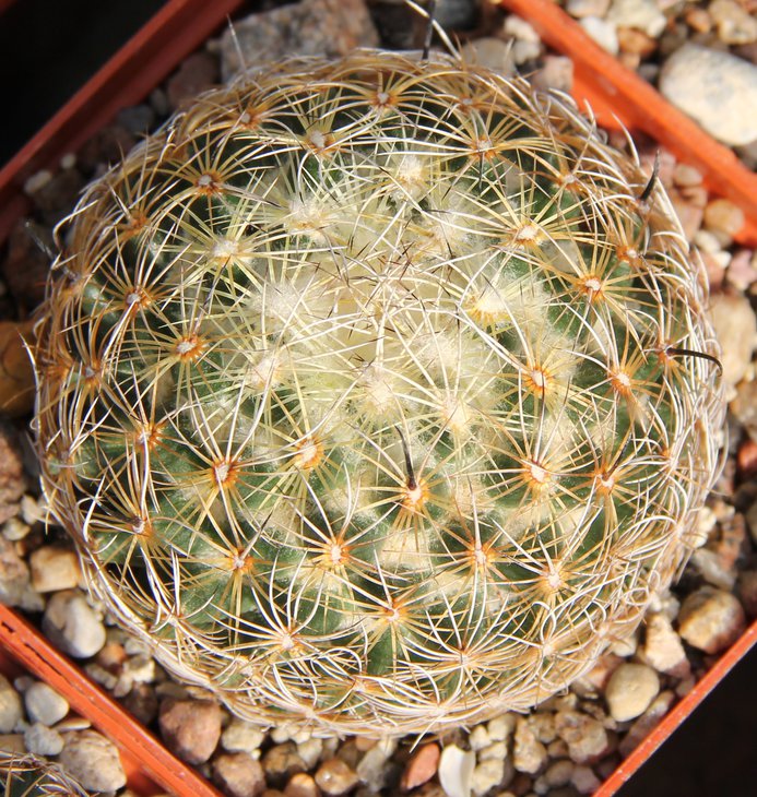 Coryphantha panarottoi Z173