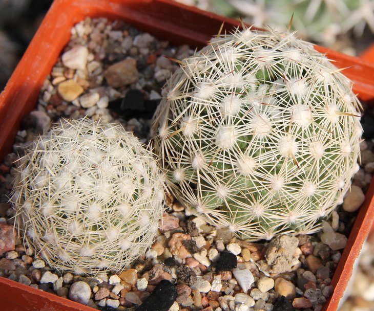 Coryphantha vivipara desertii LZ850