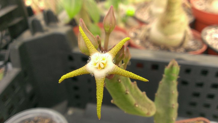 Stapelia flavopurpurae.jpg