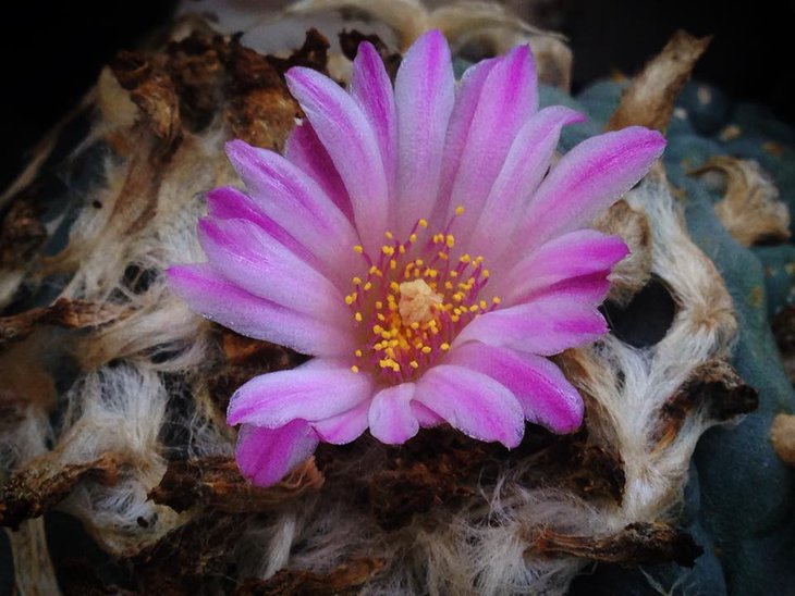 Обычный цветок Lophophora jourdaniana
