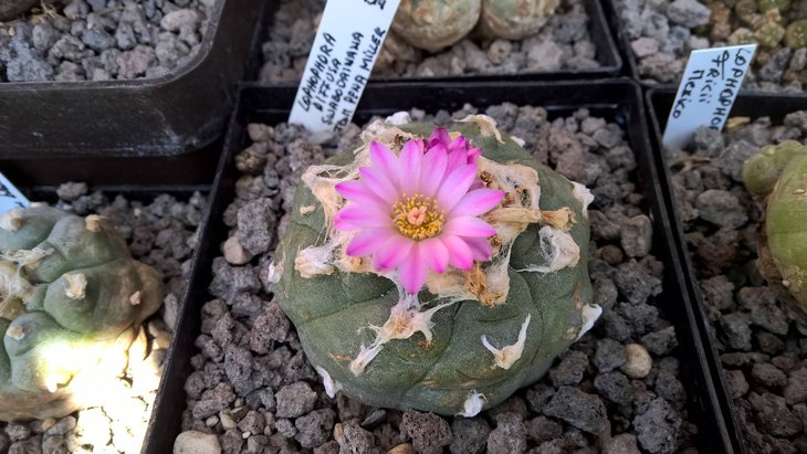 Lophophora jourdaniana, цветок с нехарактерными светлыми тычиночными нитями (растение Герта Вермелена; на бирку не обращайте внимания, с ними была путаница - мы уже переопределили растение)
