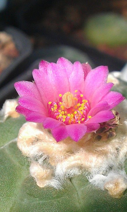 Обычный цветок Lophophora jourdaniana