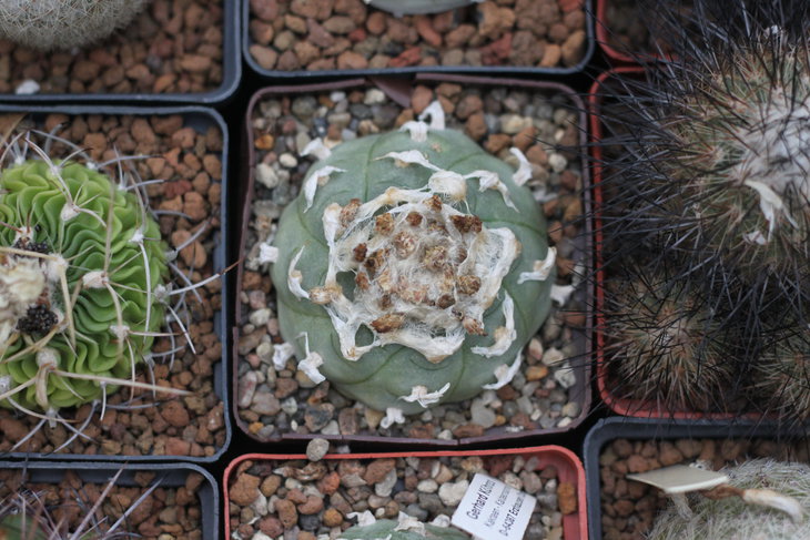 Lophophora jourdaniana, растение Игоря Лавровского; Хорошо видна характерная форма рёбер