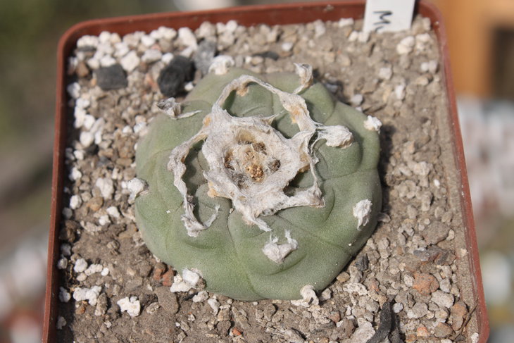 Lophophora jourdaniana, растение Александра Роздобудько; опять же - характерная форма рёбер