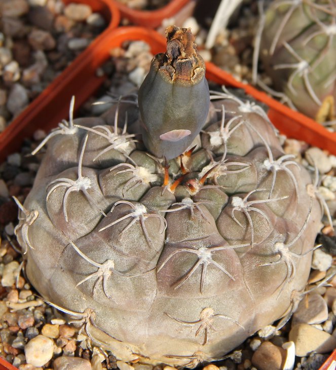 G.aff glaucum VG194