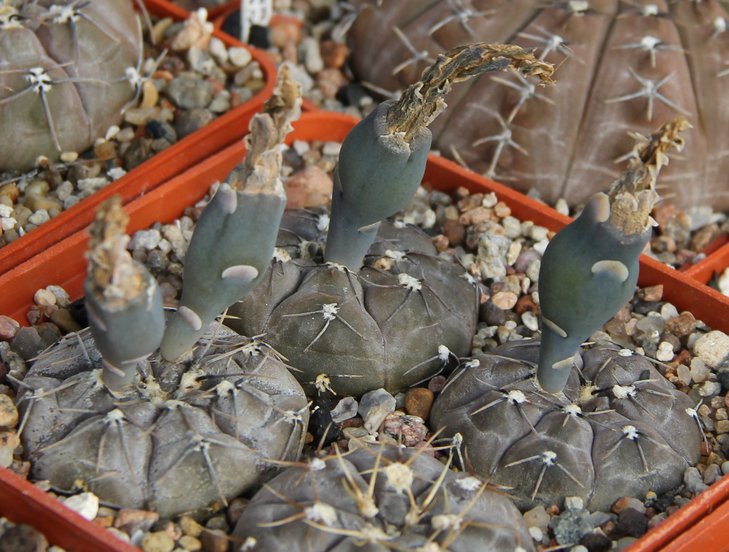 G.berchtii VS161