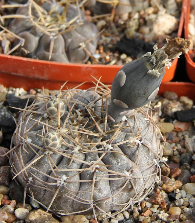 G.borthii nogolense VG411.1.