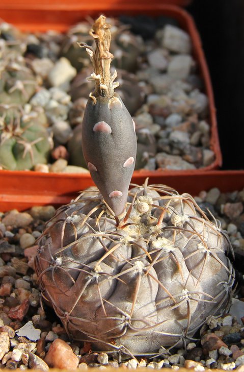 G.borthii nogolense VG411.1