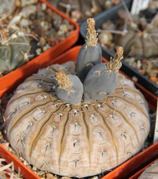 G.platygonum (bodenbenderianum)