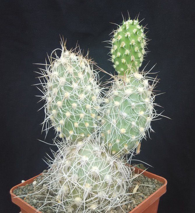 Cumulop.sphaerica v.unguispina.jpg