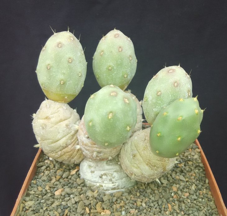 Cumulopuntia corotilla v.aurantiaciflora.jpg