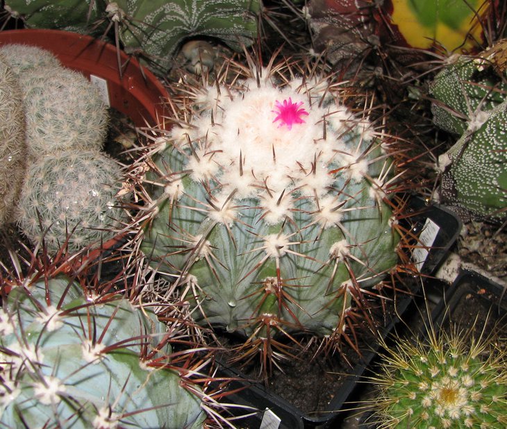 m. azureus