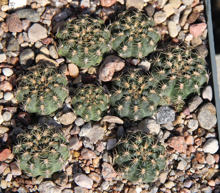 G.bruchii VG722   kk337.279