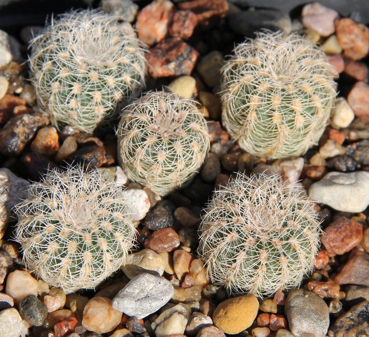 G.bruchii niveum HgR5-23  bercht 1997