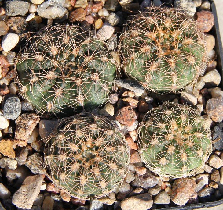 G.bruchii VG280  kk337.2816