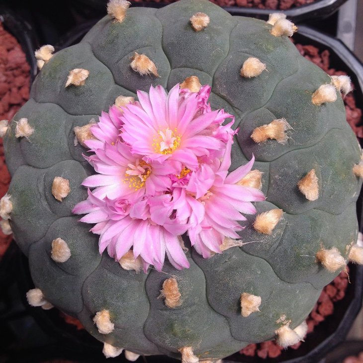 Lophophora fricii
