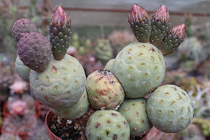 Tephrocactus geometricus