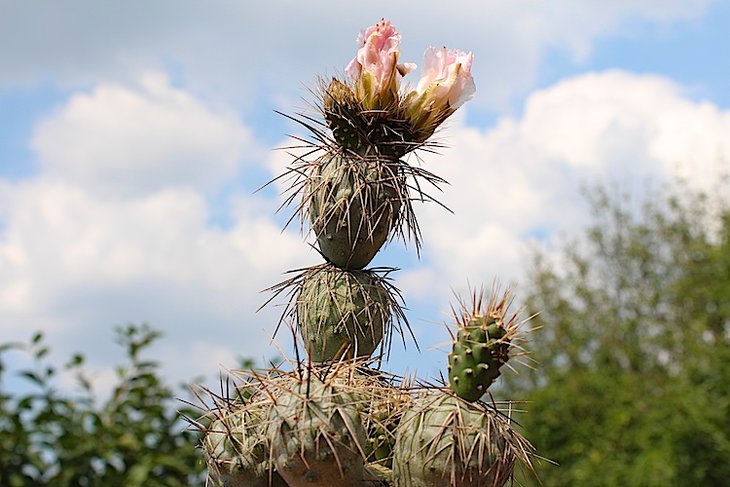Tephrocactus alexanderi