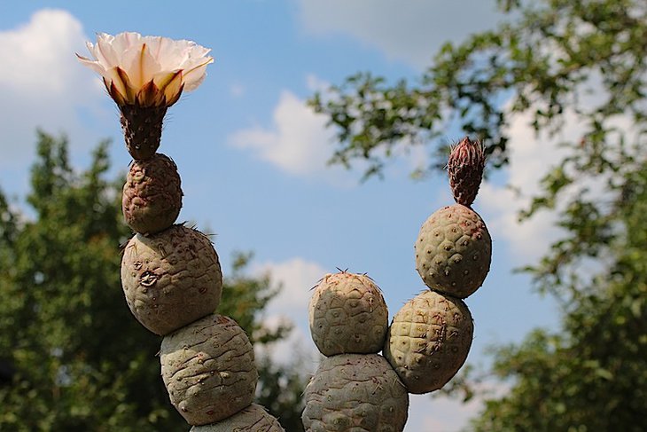 Tephrocactus geometricus