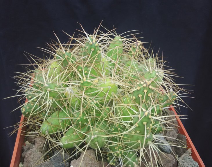 Maih-sis plathyacantha CJH 380.jpg