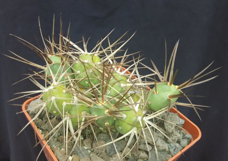 Maih-sis plathyacantha.jpg