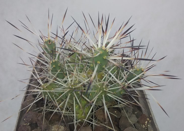 Maih-sis glomerata _2.jpg