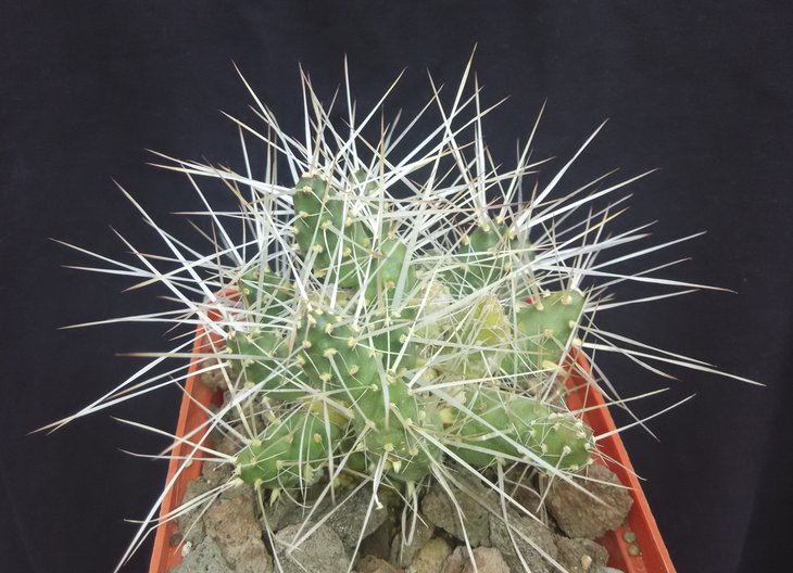 Maih-sis glomerata andricola HS 644 _2.jpg