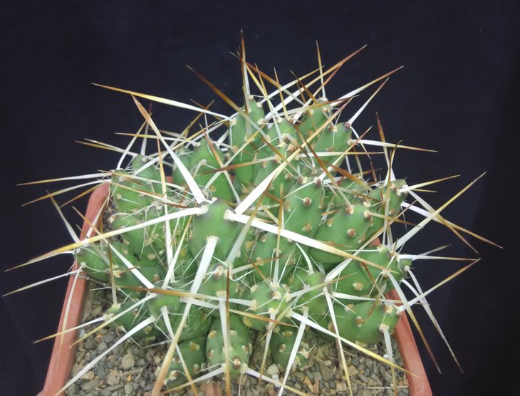Maih-sis glomerata CJH 128.jpg