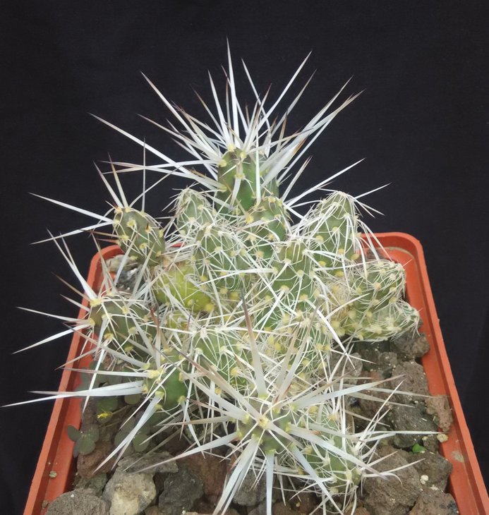 Maih-sis glomerata KG 2239 (TG 68).jpg