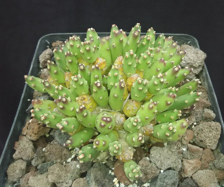 Maih-sis glomerata.jpg