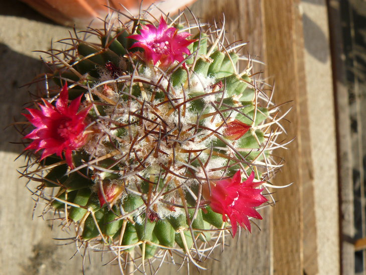 Mammillaria coronaria?