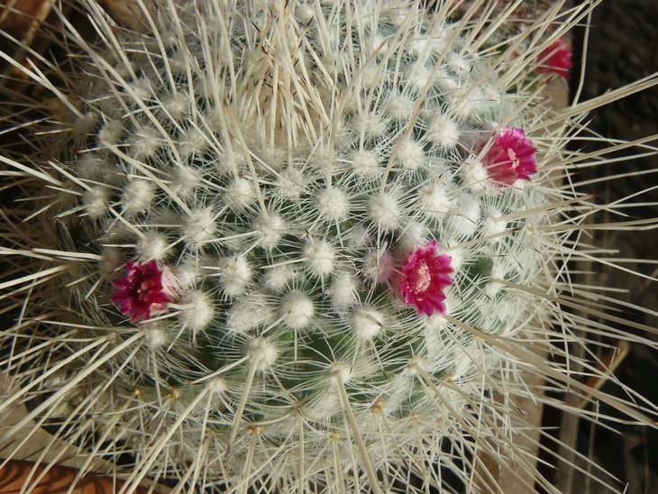 MAMMILLARIA geminispina