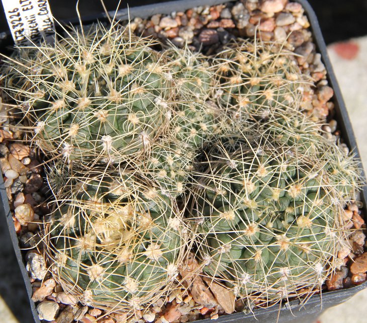 G.bruchii eltebolense WP76.100 Villa Carmen S.L.  PILTZ3226
