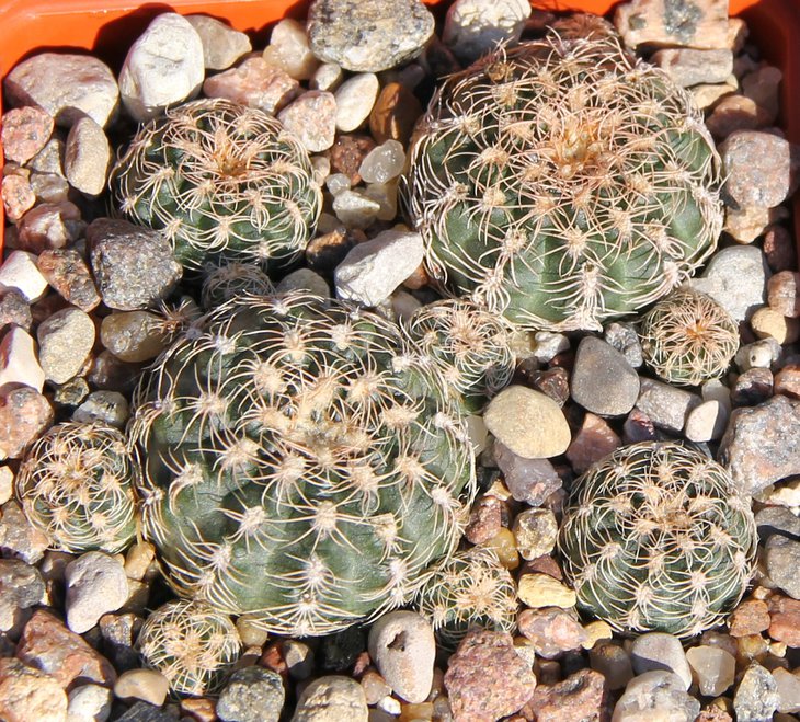 G.bruchii glaucum VG471