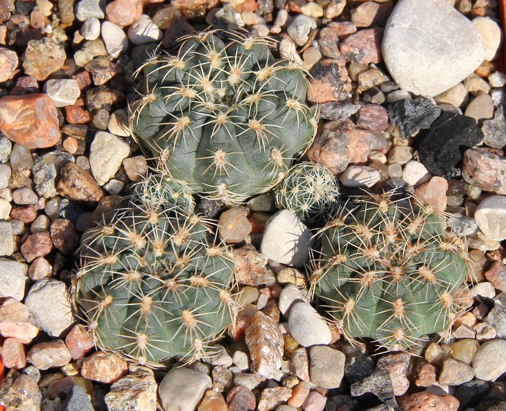 G.bruchii LB1086 bercht1970