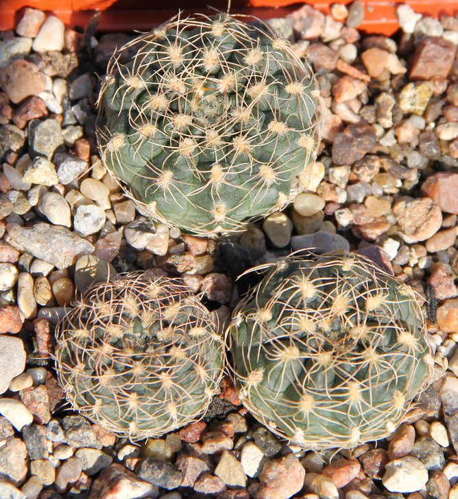 G.bruchii LB1423  bercht1987