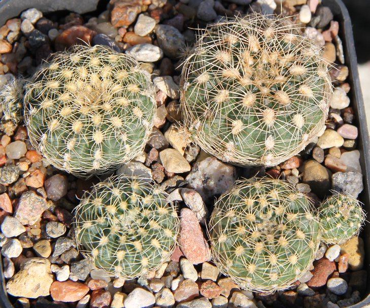 G.bruchii multicostatum VG525 Candonga Cord kk337.264