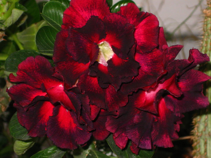 IMG_8523.JPG