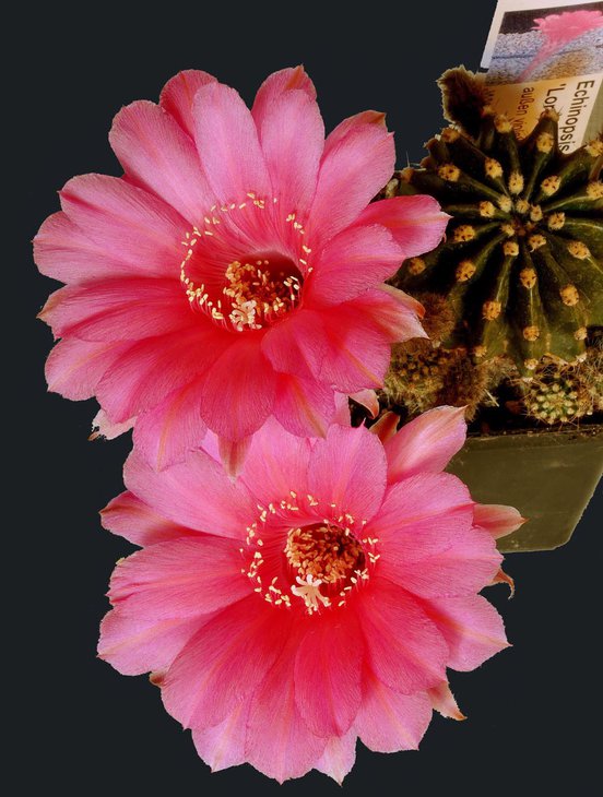 Echinopsis hybrid cv.Lorе.jpg