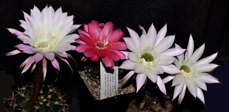 Echinopsis hybrid.jpg