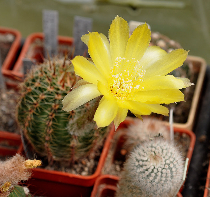 Lobivia aurea VOS 10-640.jpg