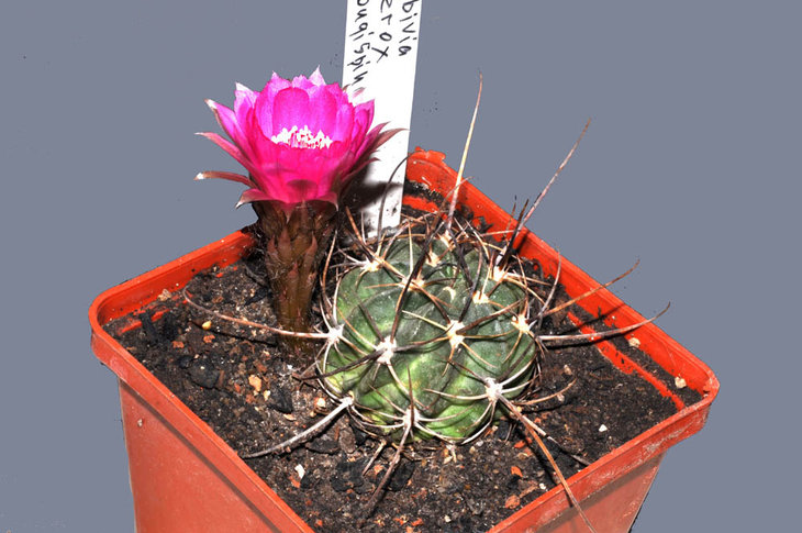 lobivia ferox v. longispina.jpg
