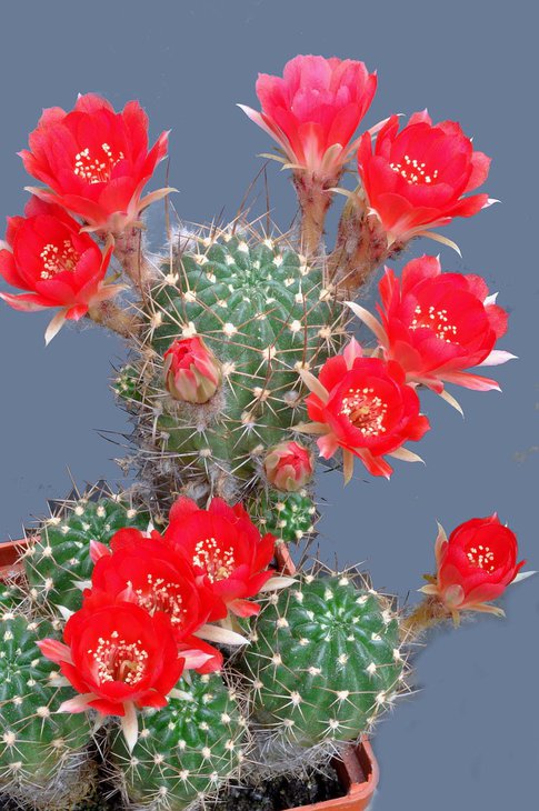 lobivia hertrichiana.jpg