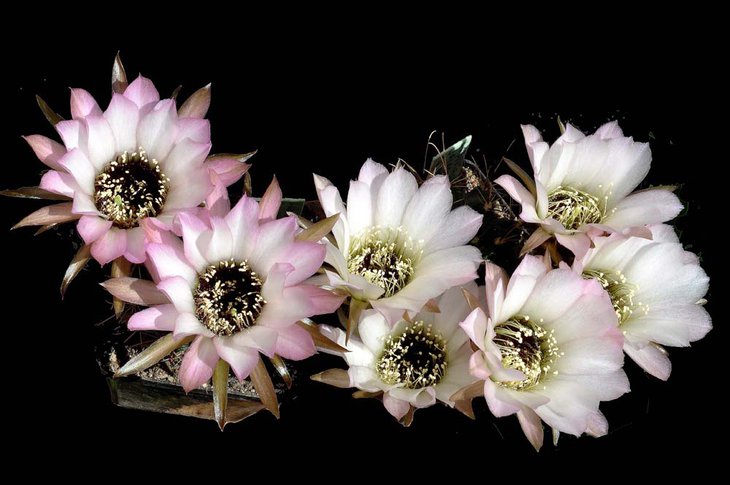 LOBIVIA jajoiana cv. ANEMONE, Form mit rosa-weisser Bl., ex W. Wessner. Piltz1.JPG