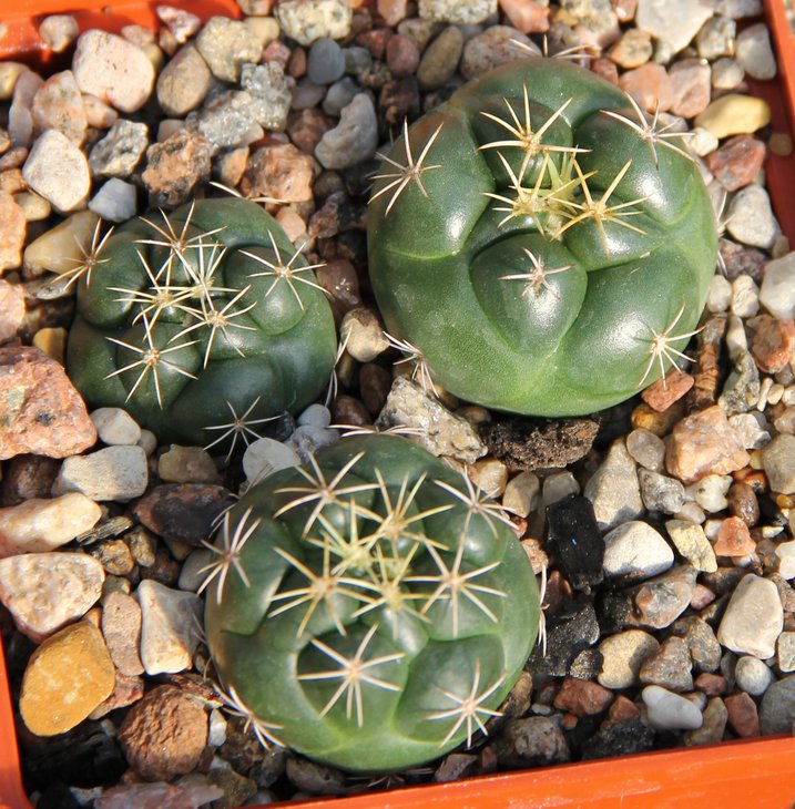 Coryphantha elephantidens MZ718 Huatla MOR.  R.Stanik 027.2.22