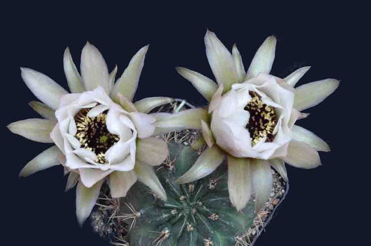 LOBIVIA jajoiana cv. ANEMONE, Form mit rosa-weisser Bl., ex W. Wessner. Piltz2.jpg
