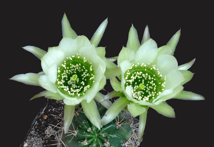 LOBIVIA jajoiana cv. ANEMONE, Form mit rosa-weisser Bl., ex W. Wessner. Piltz3.jpg