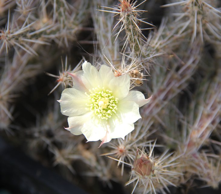 Grusonia marenae